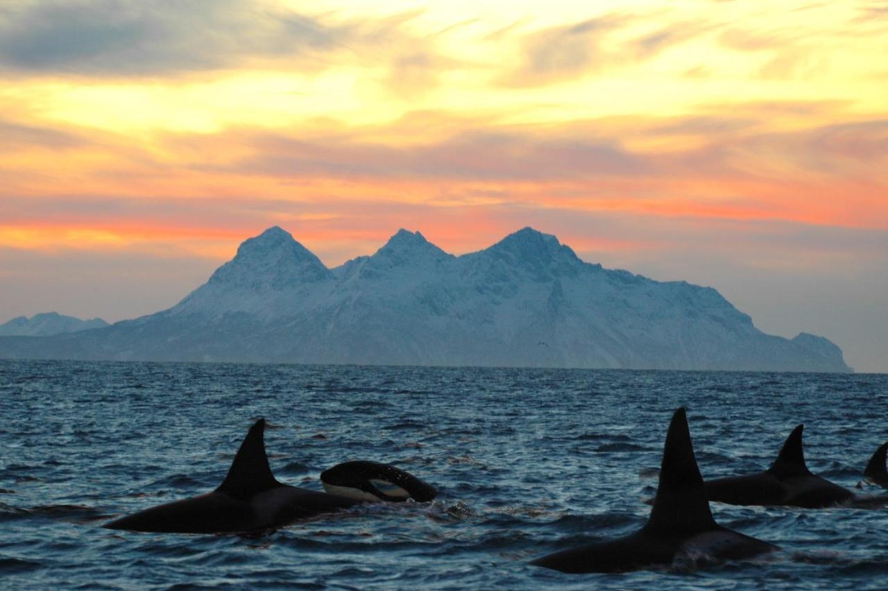 Kvalvika Retreat - Lofoten เลคเนส ภายนอก รูปภาพ